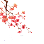 梅花素材