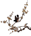 梅花素材