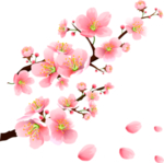 梅花素材
