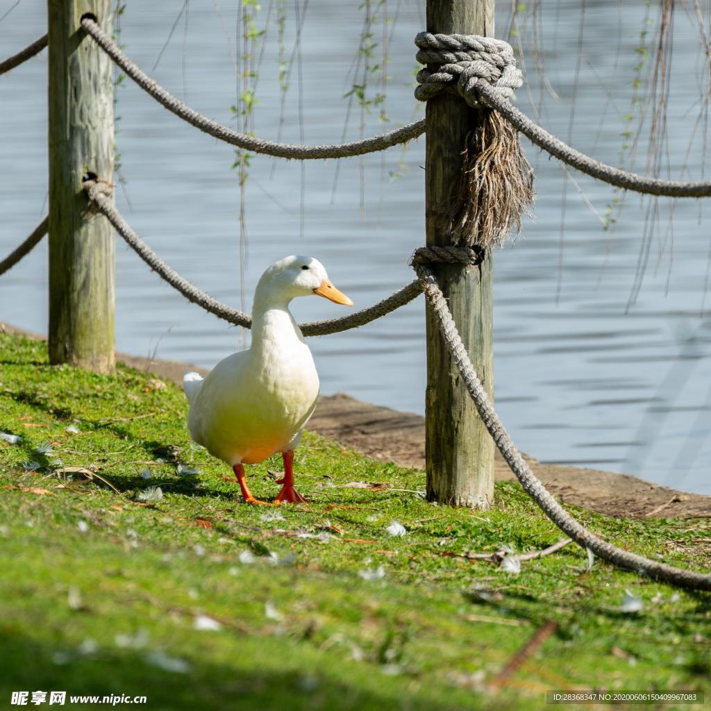 鹅