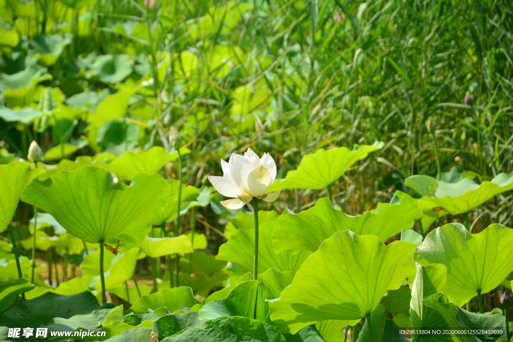 荷花