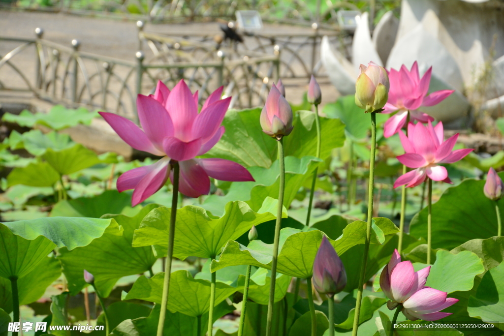荷花