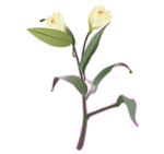 药材花