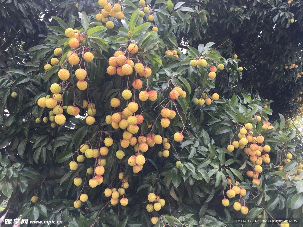 荔枝