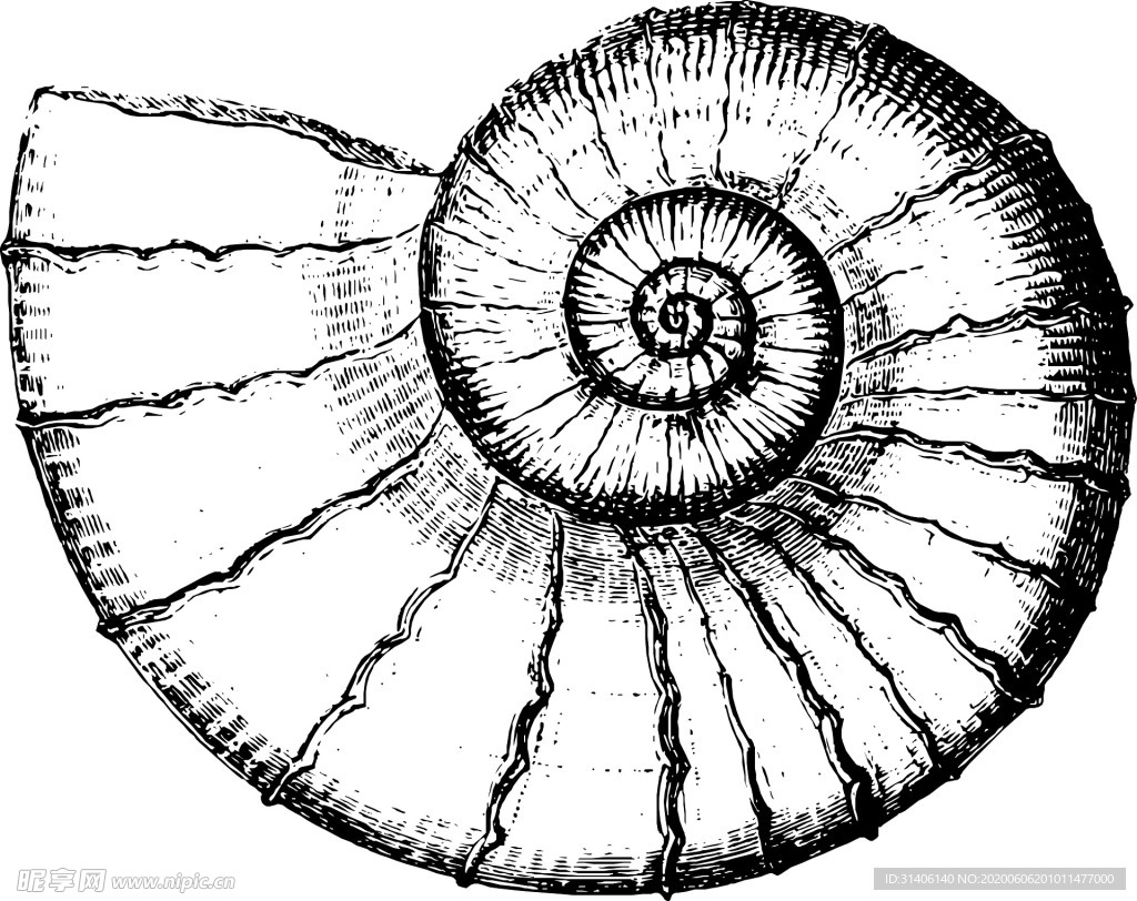 海螺的结构图解,海螺内图,海螺的(第10页)_大山谷图库