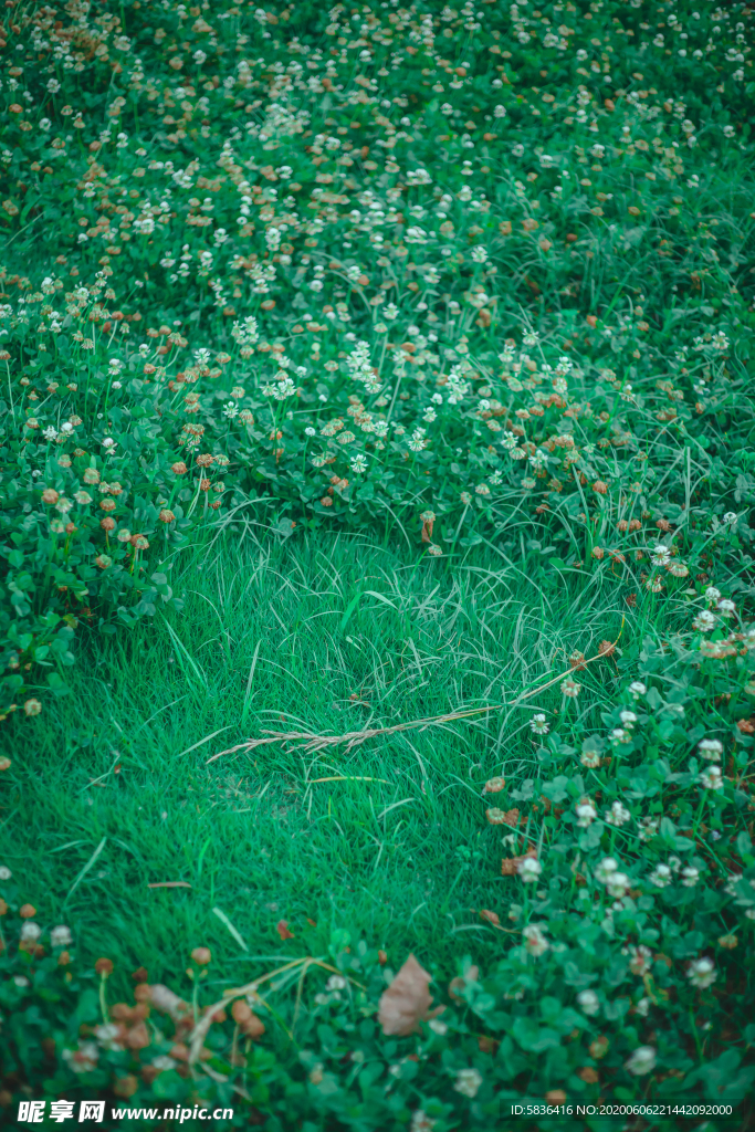 花草 花地 草丛