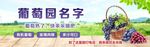 葡萄采摘