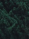 植物背景