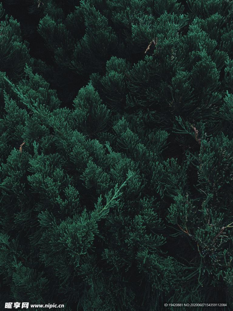 植物背景