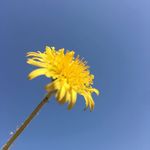 独花