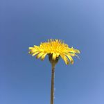 小黄花