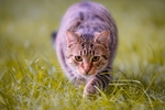 猫 家猫