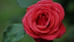 玫瑰花