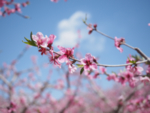 桃花桃树桃花林图片
