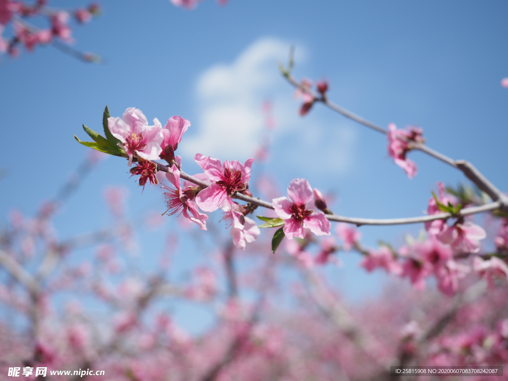 桃花桃树桃花林图片