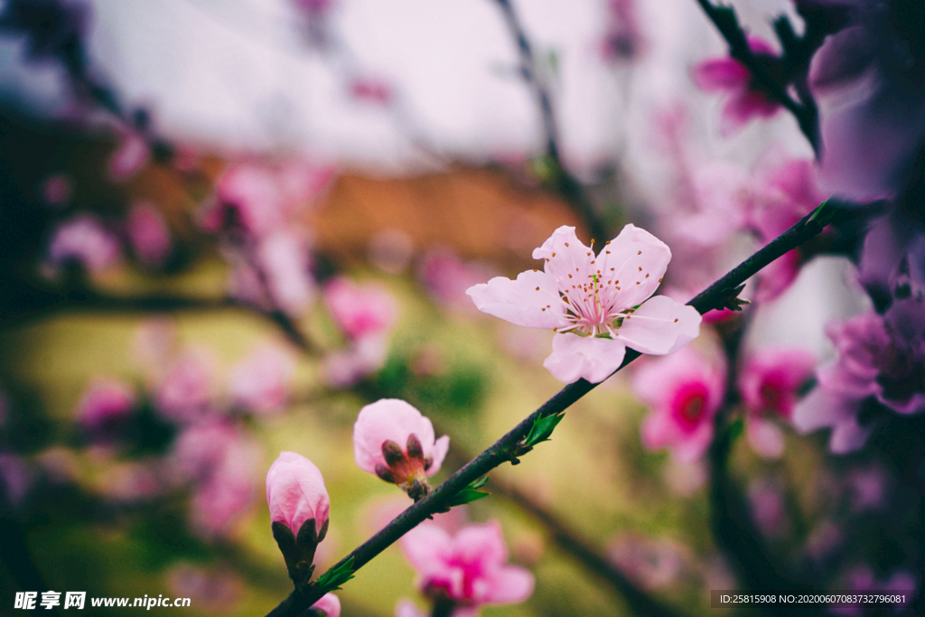 桃花桃树桃花林图片