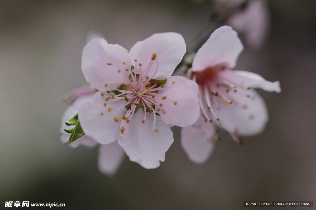 桃花桃树桃花林图片