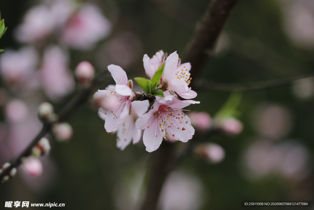 桃花桃树桃花林图片