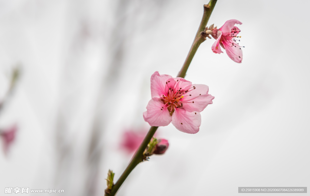 桃花桃树桃花林图片