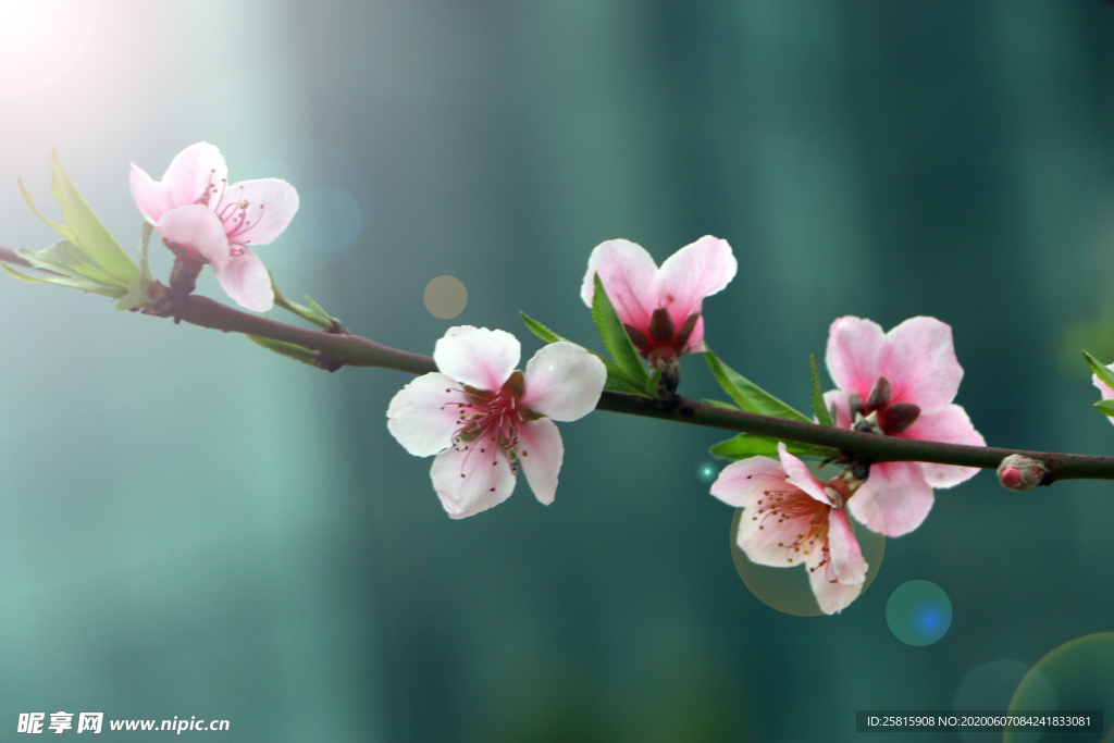 桃花桃树桃花林图片