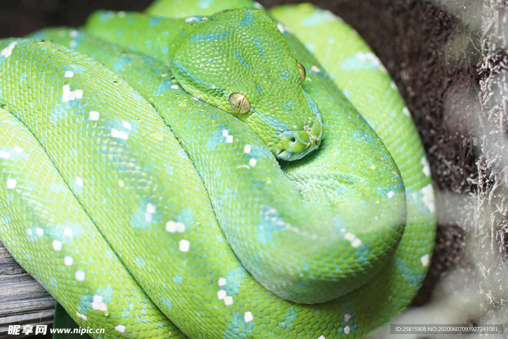 毒蛇绿色毒蛇图片