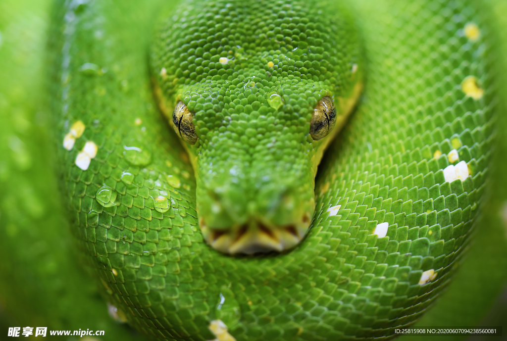 毒蛇绿色毒蛇图片