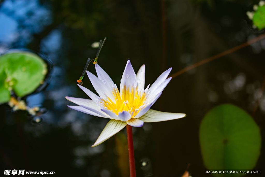 白莲白色睡莲图片