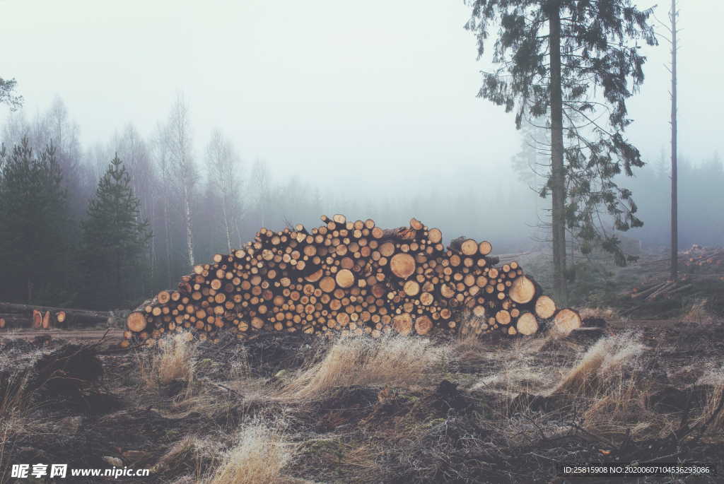 木材树木截面树皮图片