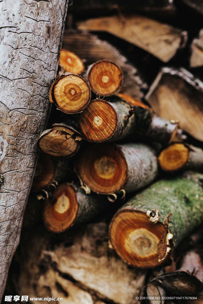 木材树木截面树皮图片