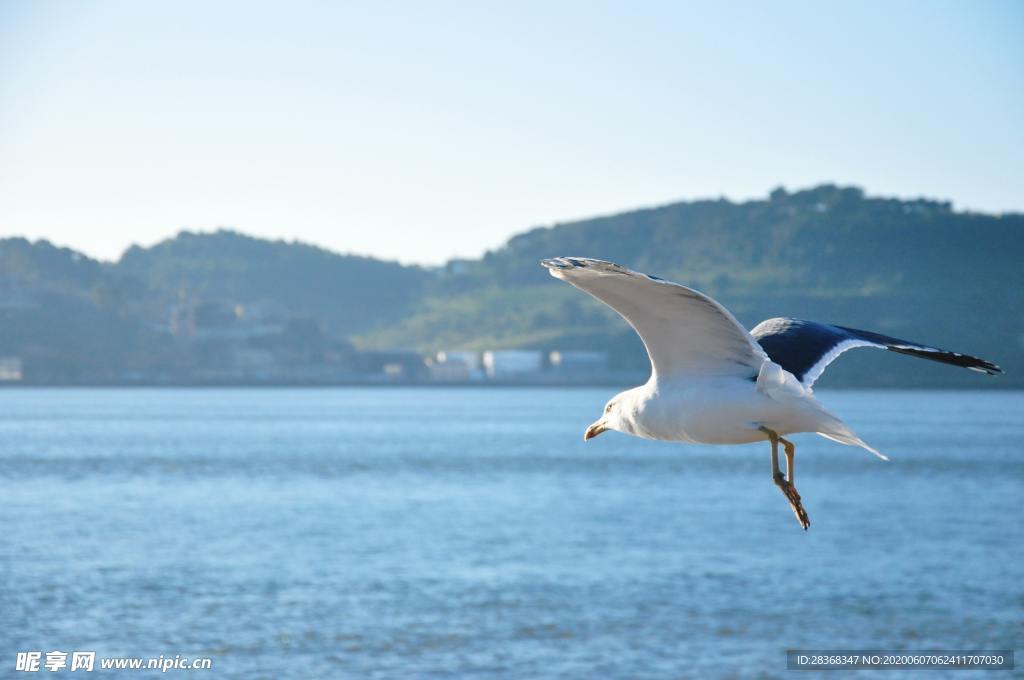 海鸥