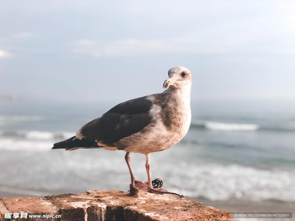 海鸥
