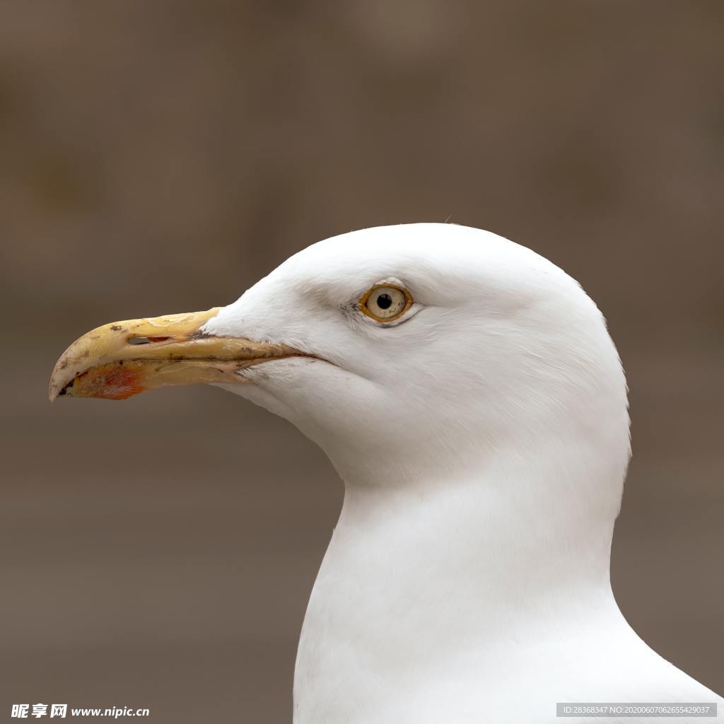 海鸥