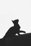 猫咪