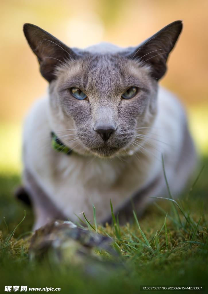 猫