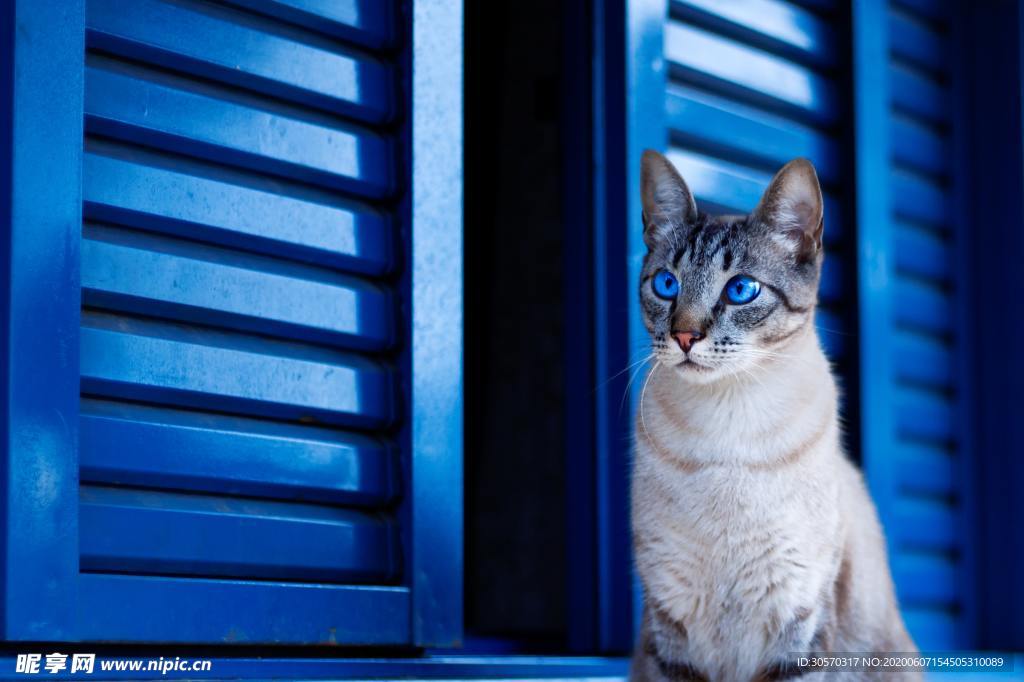 猫
