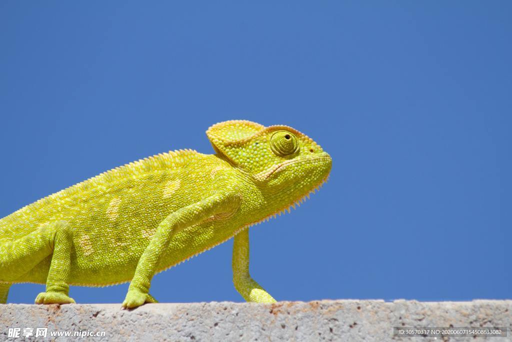 蜥蜴