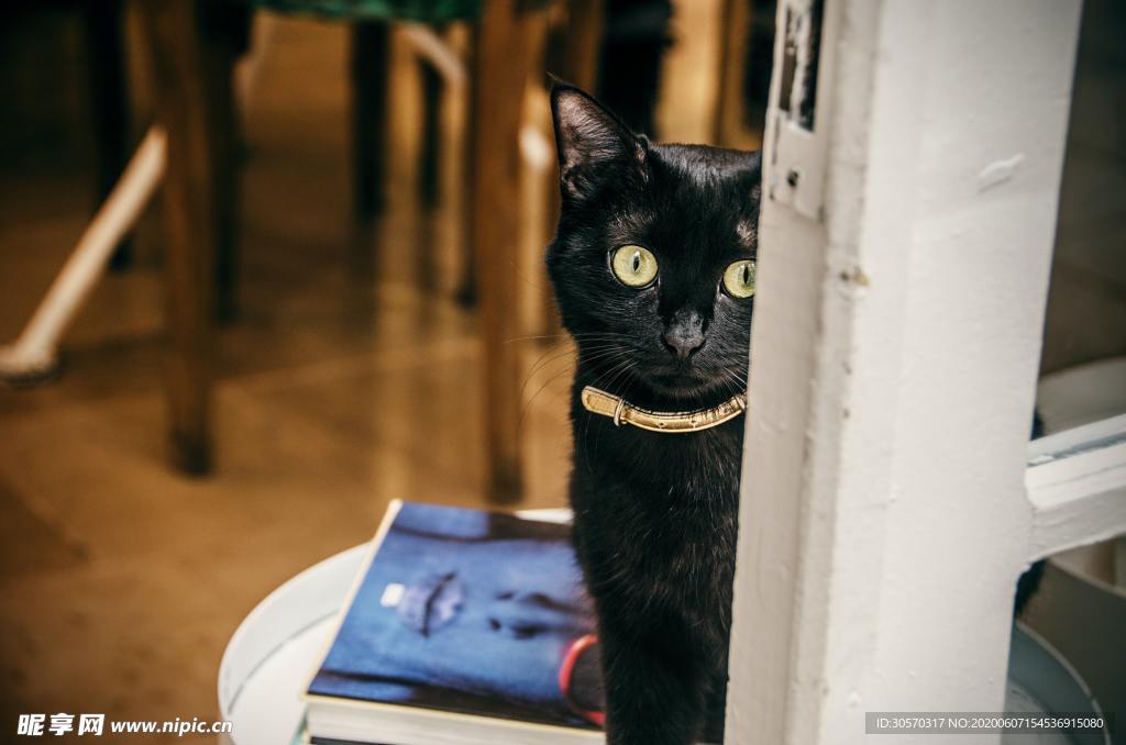 猫咪