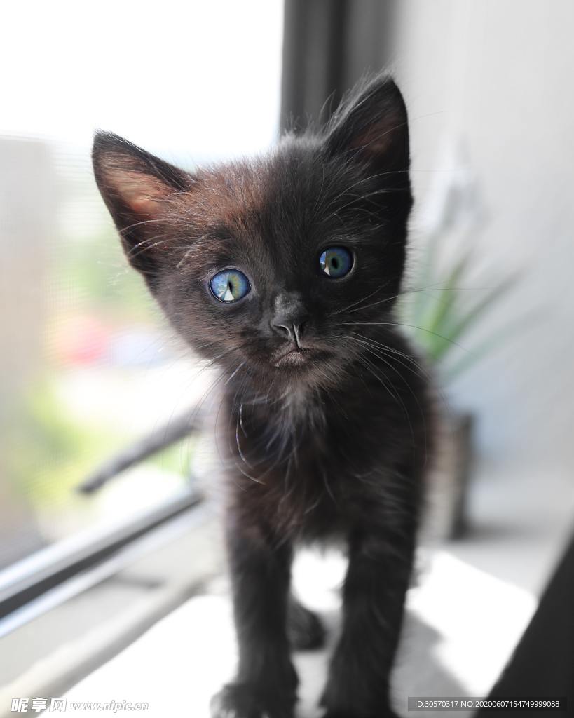 猫咪