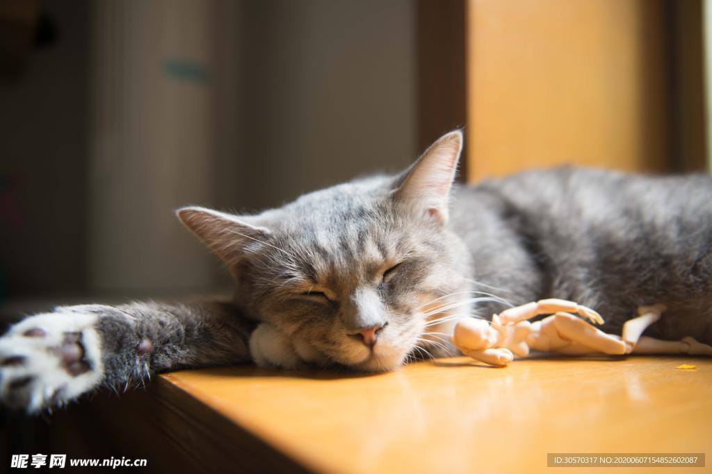 猫咪