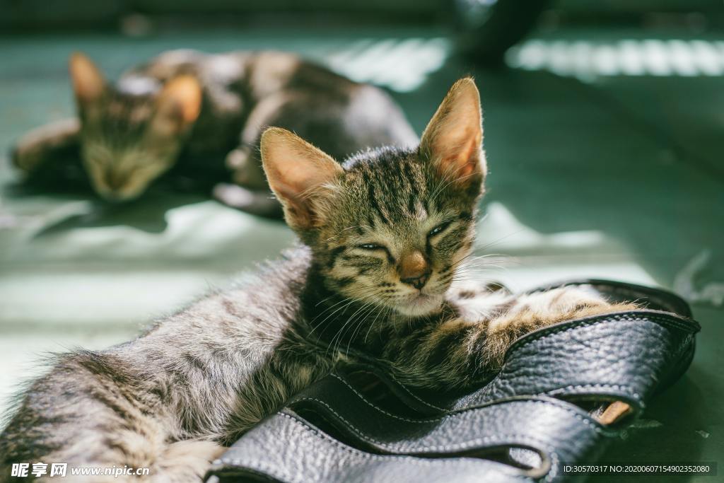 猫咪