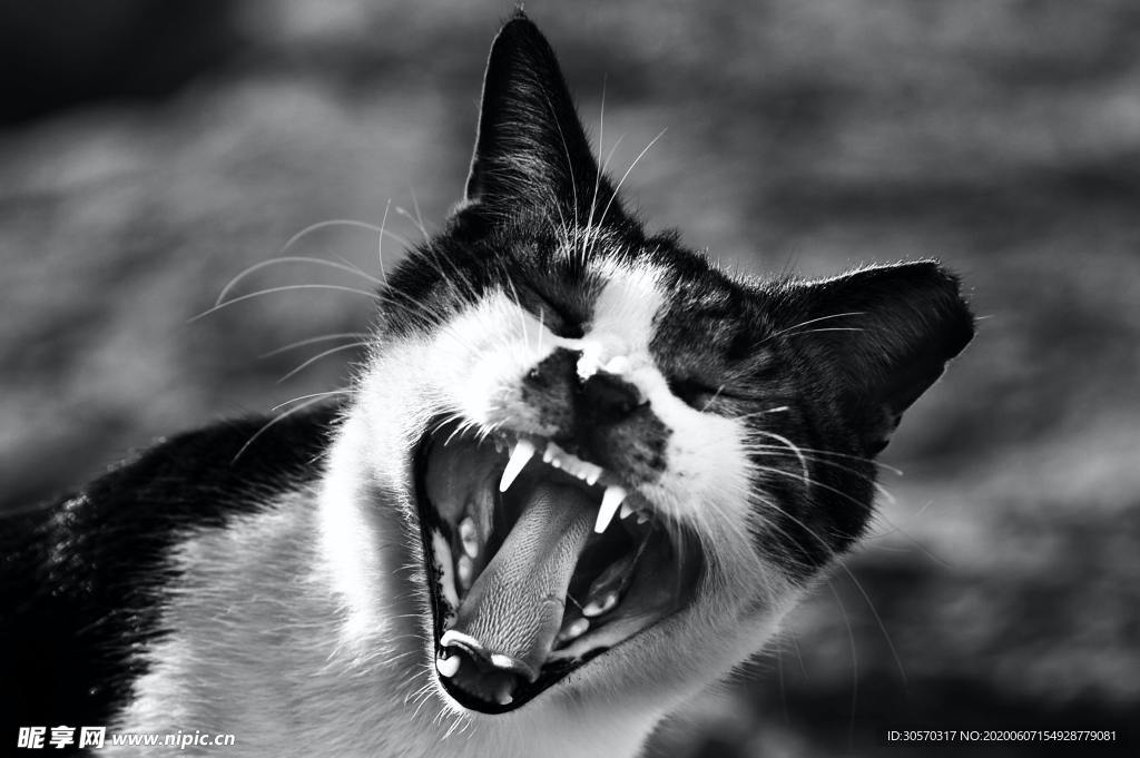 猫咪