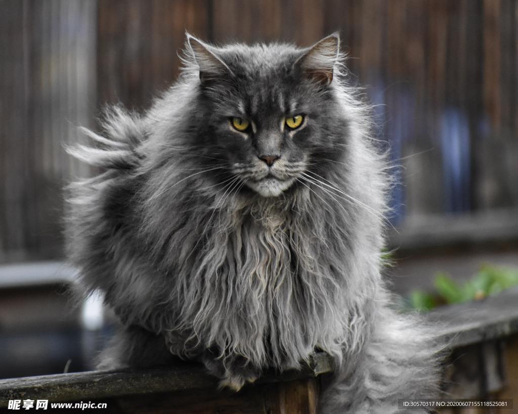 猫咪