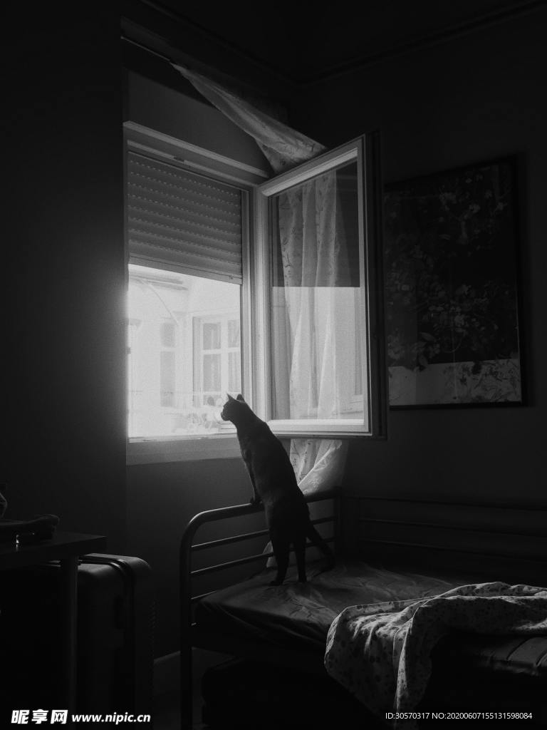 猫咪
