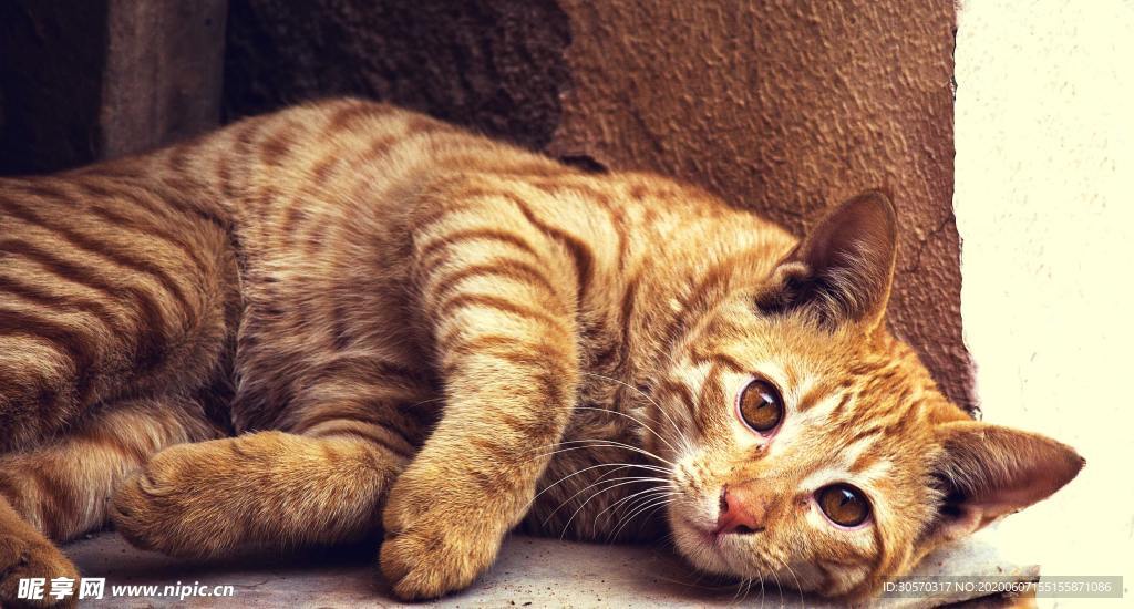 猫咪