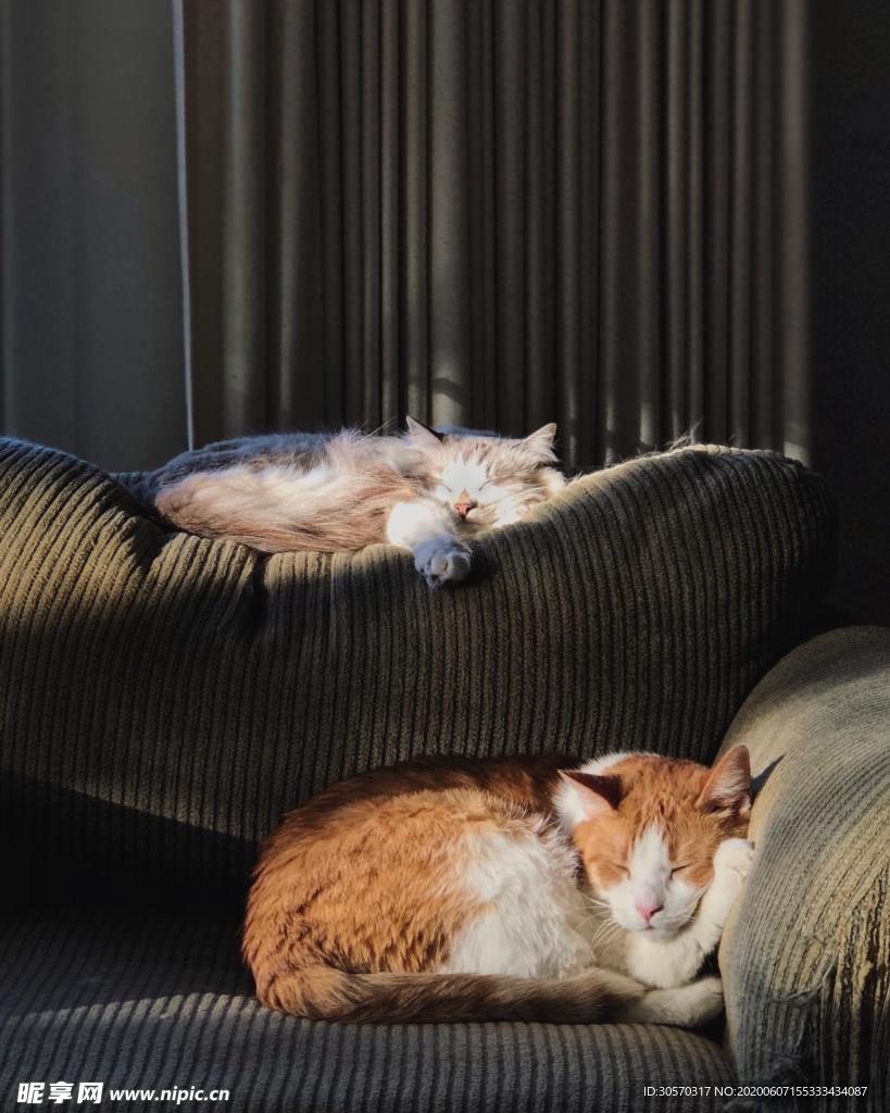 猫咪