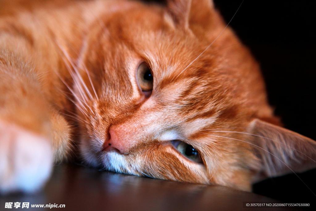 猫咪