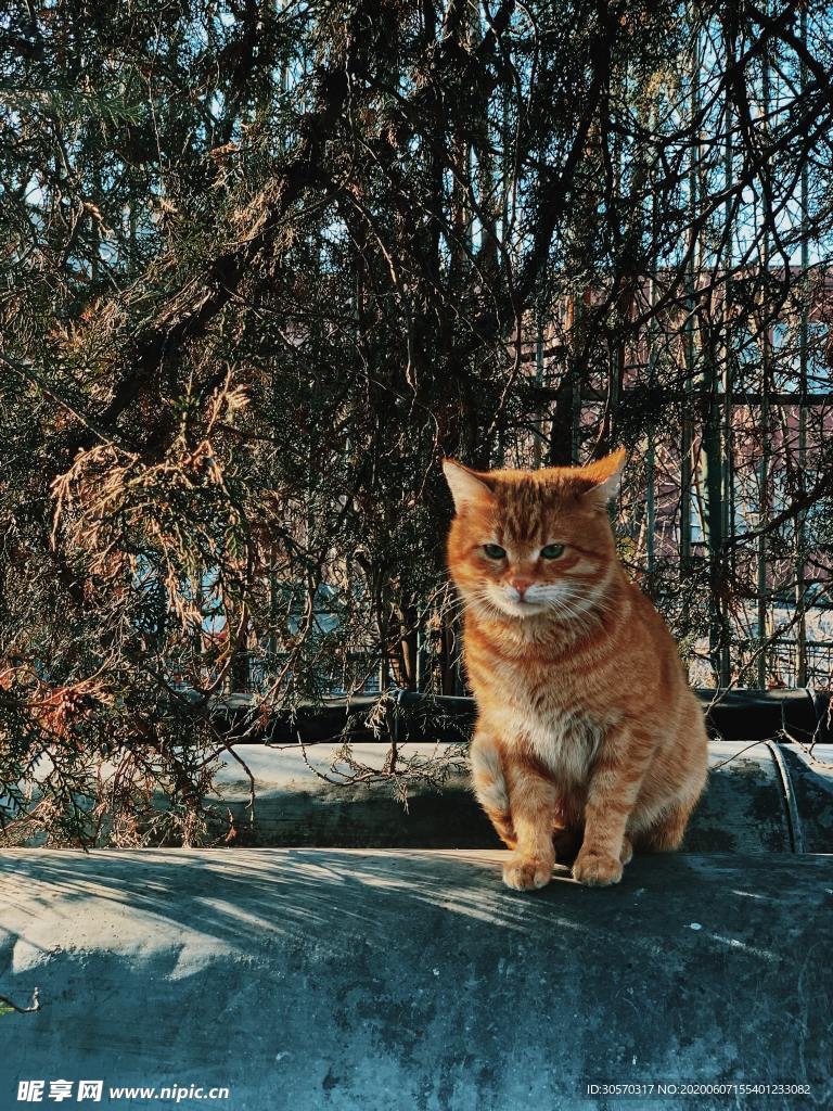 猫咪