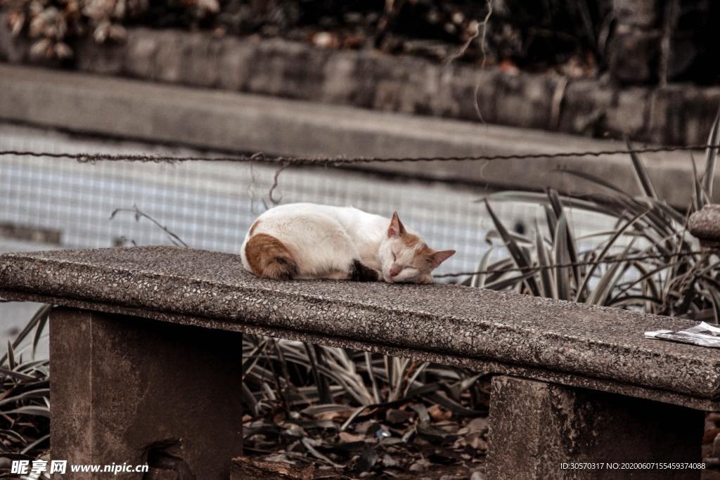 猫咪