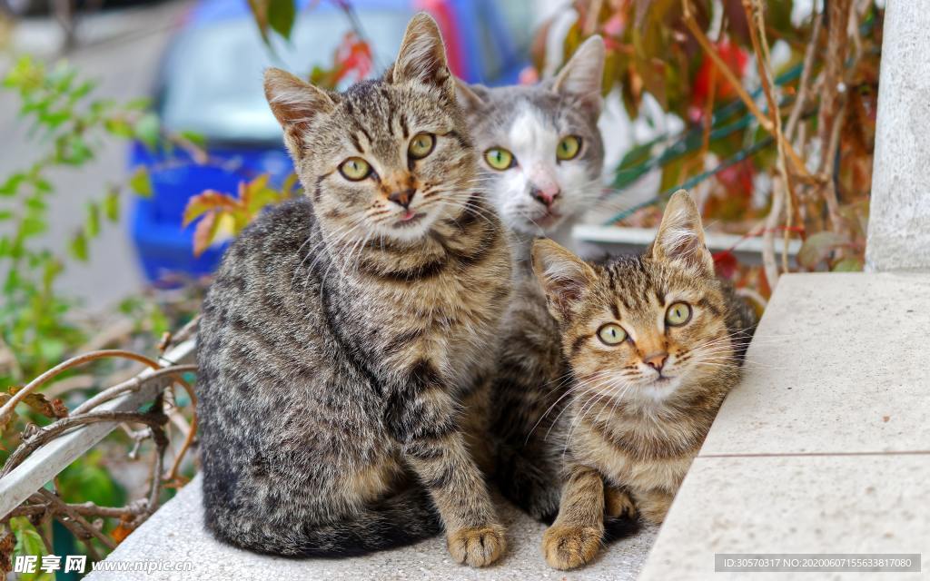 猫咪