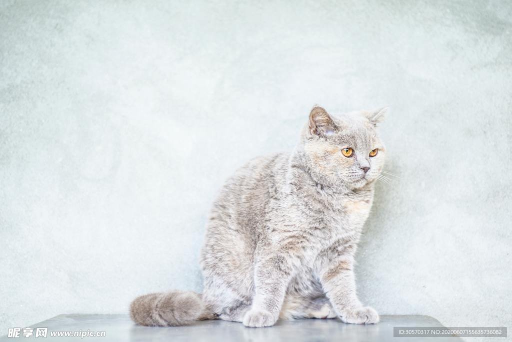 猫咪
